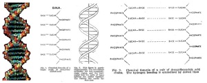 DNA Models WC 1953