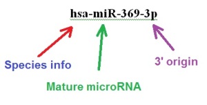 miRNA nomenclature a